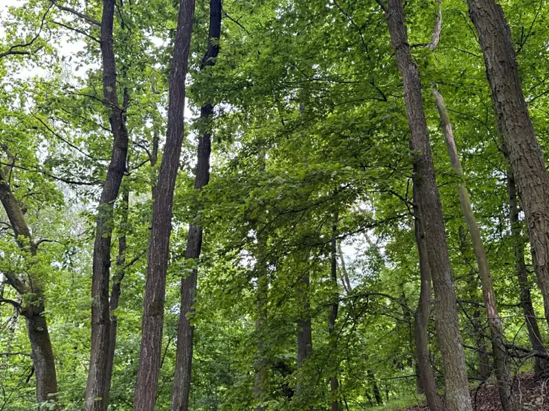 Prodej lesa 11566 m², Heřmanice – náhled fotky 2