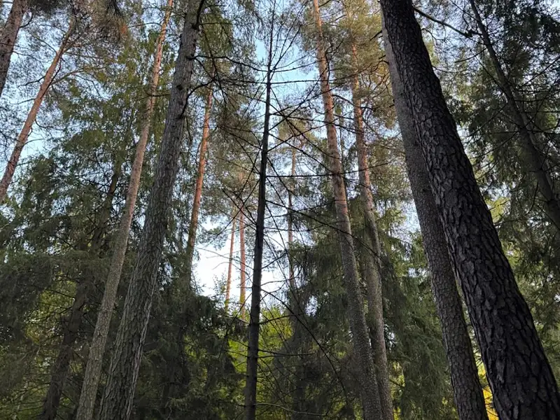 Prodej lesa 1538 m², Velká Polom – náhled fotky 3