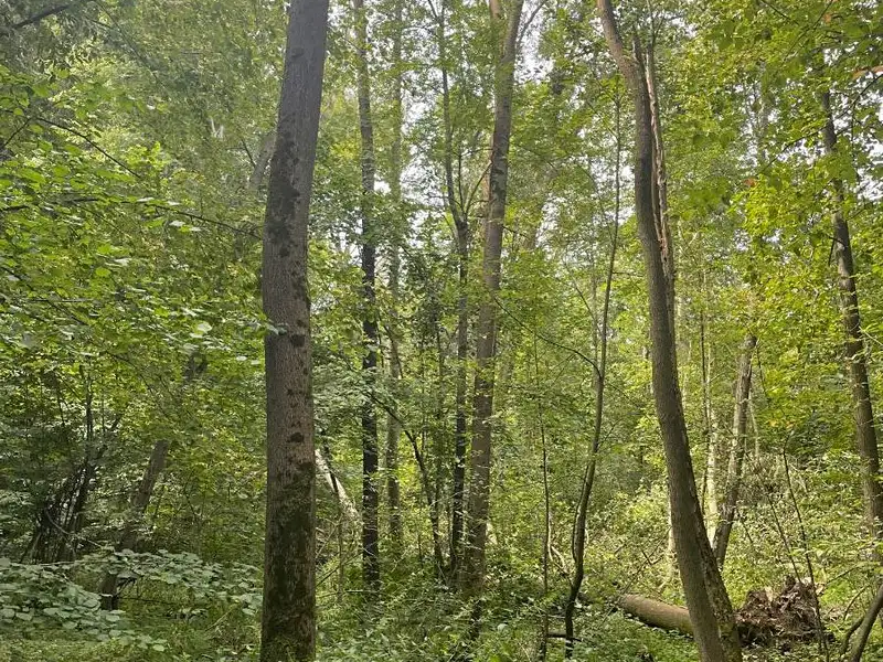 Prodej lesa 5193 m², Český Těšín – náhled fotky 3