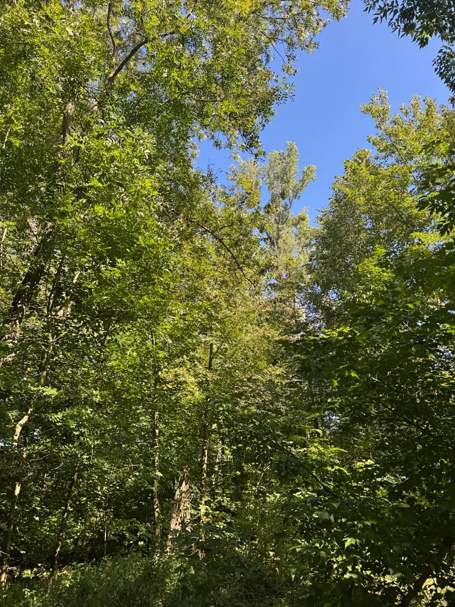 Prodej lesa 4400 m²