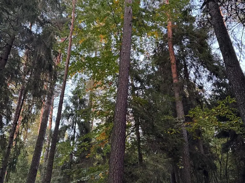 Prodej lesa 3922 m², Velká Polom – náhled fotky 1