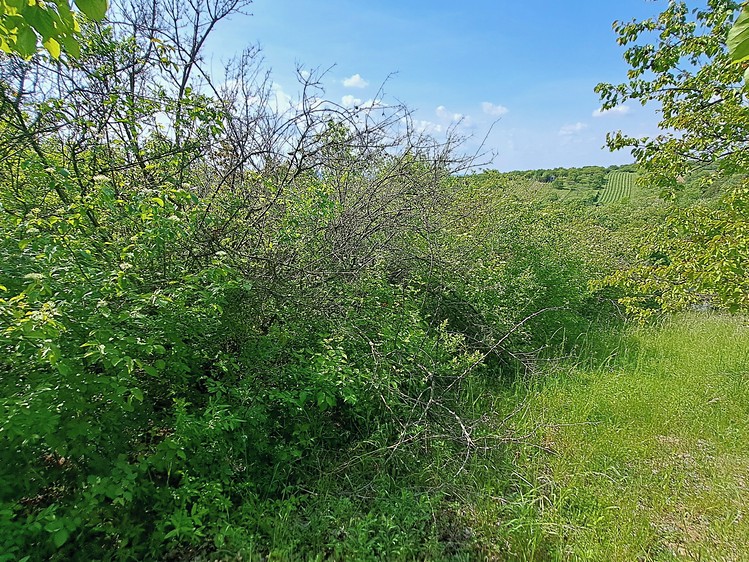 Ostatní