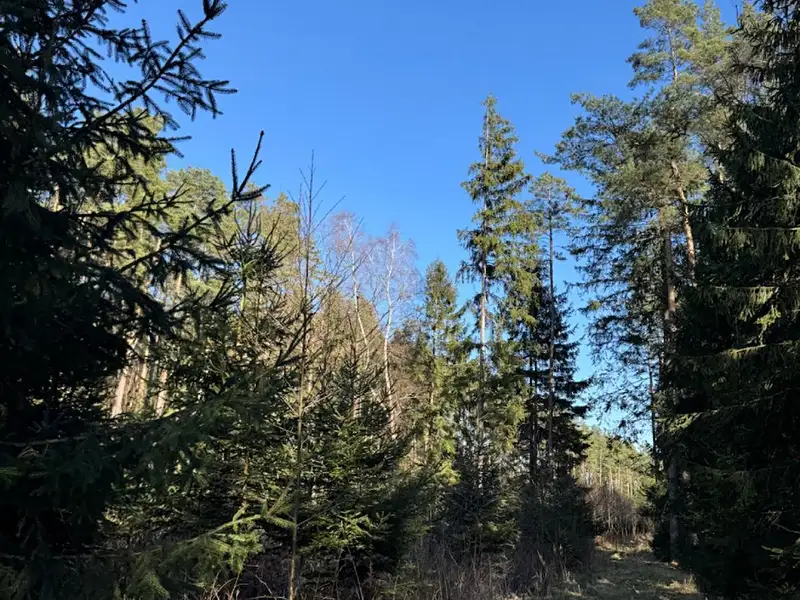 Prodej lesa 6708 m², Sedlečko u Soběslavě – náhled fotky 1