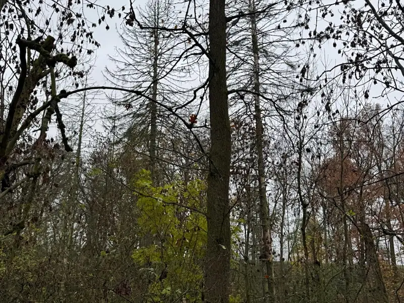 Prodej lesa 3833 m², Boreč – náhled fotky 2
