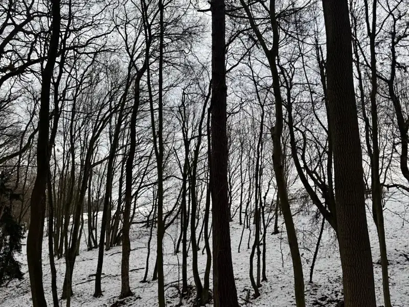 Prodej lesa 1783 m², Vyškov – náhled fotky 1