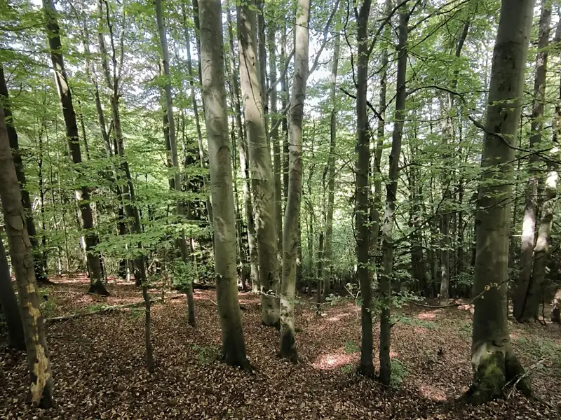 Prodej lesa 21241 m², Nový Hrozenkov – náhled fotky 1