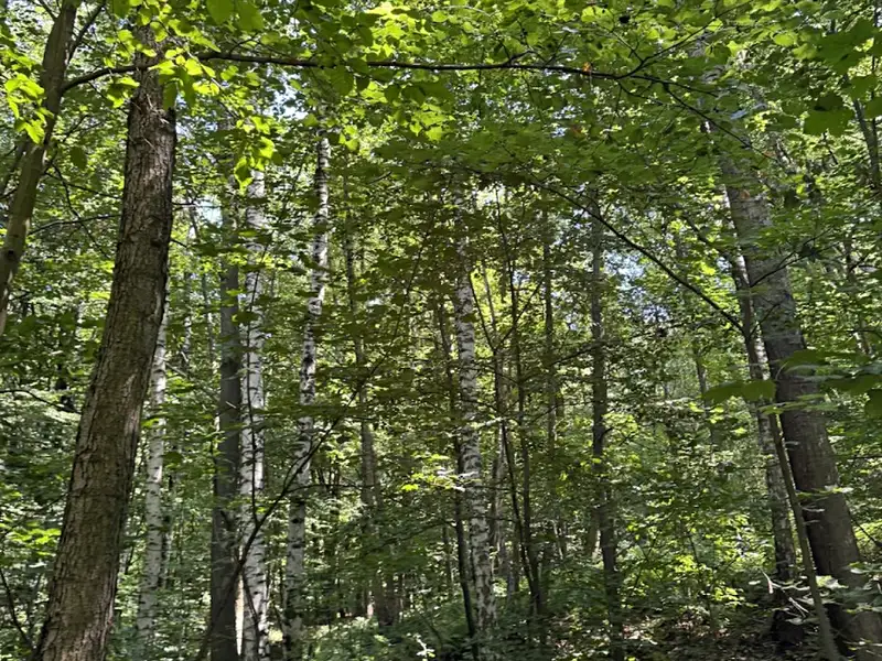 Prodej lesa 5120 m², Petřvald – náhled fotky 3