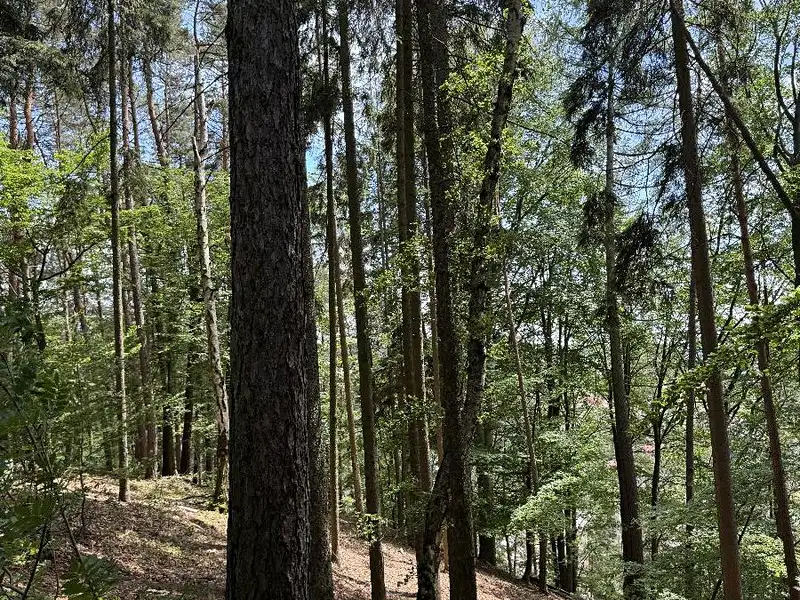 Prodej lesa 7765 m², Úpice – náhled fotky 1