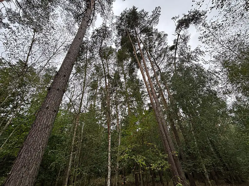 Prodej lesa 3685 m², Kostelní Lhota – náhled fotky 2