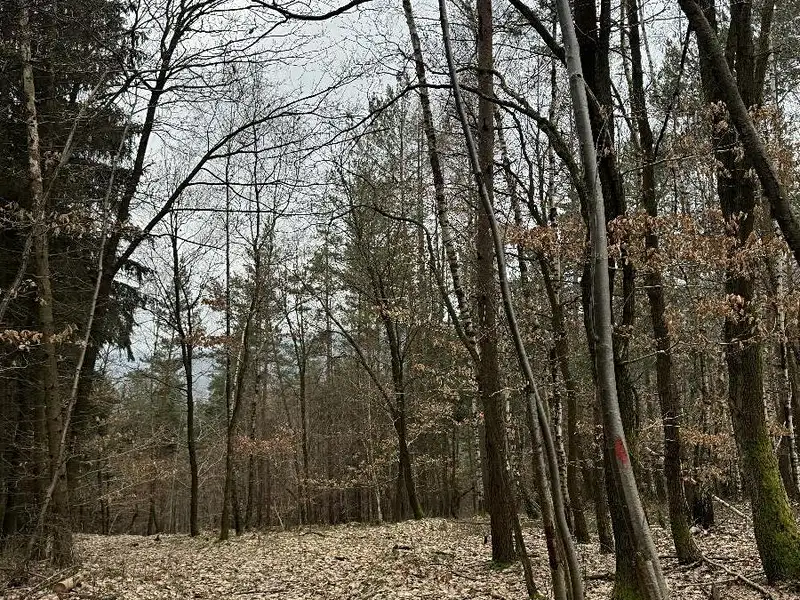 Prodej lesa 7168 m², Luka – náhled fotky 1