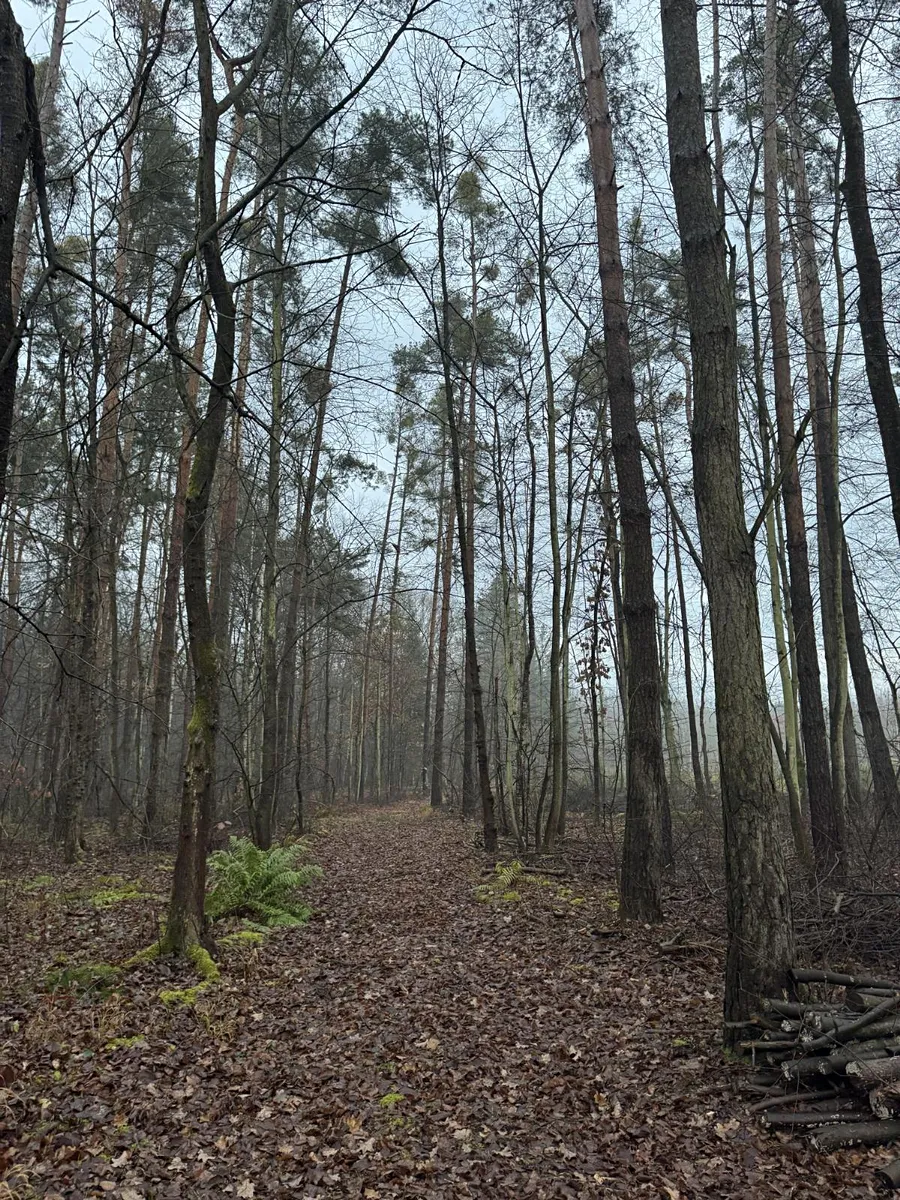 Prodej podílu 2/3 lesa 4056 m²