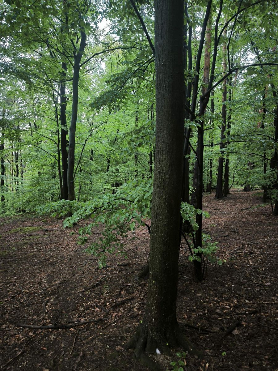 Prodej lesa 23360 m², Bernartice – fotka 1 z 3