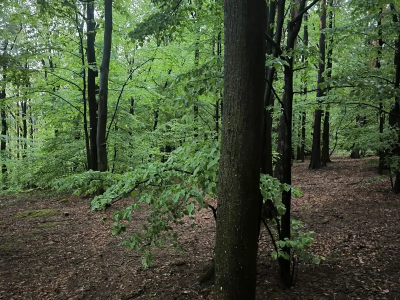 Prodej lesa 23360 m², Bernartice – náhled fotky 1