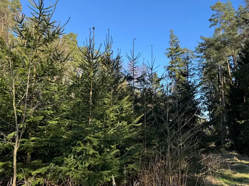 Prodej lesa 6708 m², Sedlečko u Soběslavě – náhled fotky 2