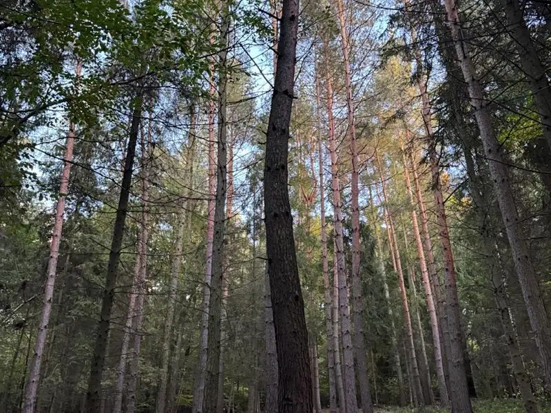 Prodej lesa 3922 m², Velká Polom – náhled fotky 2