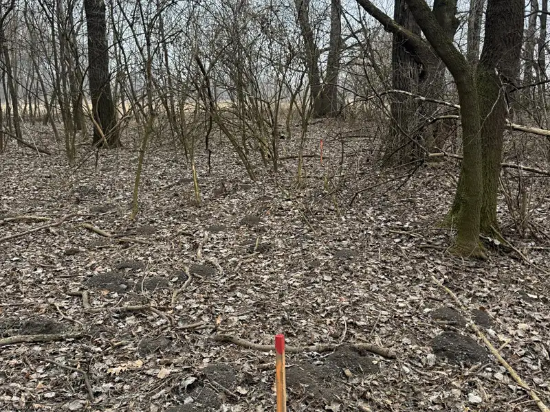 Prodej lesa 2272 m², Veselí nad Moravou – náhled fotky 3