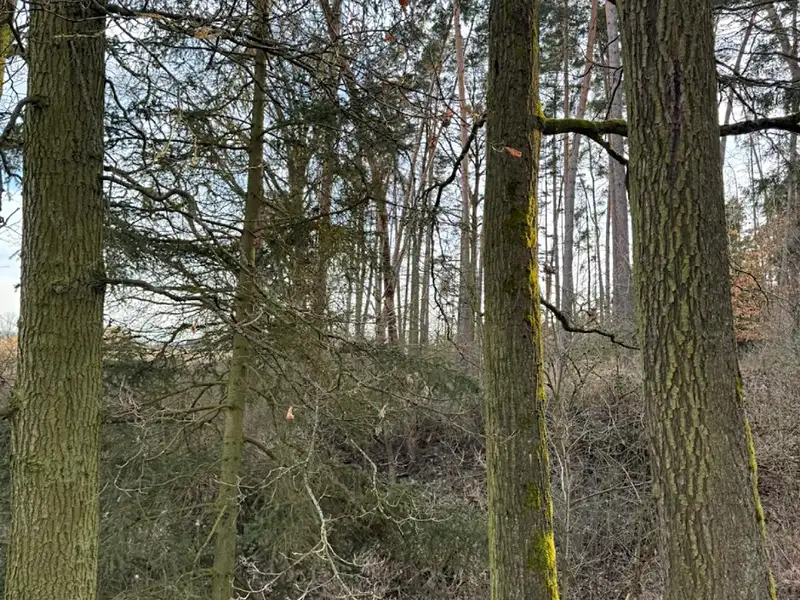 Prodej lesa 8497 m², Klatovy – náhled fotky 3