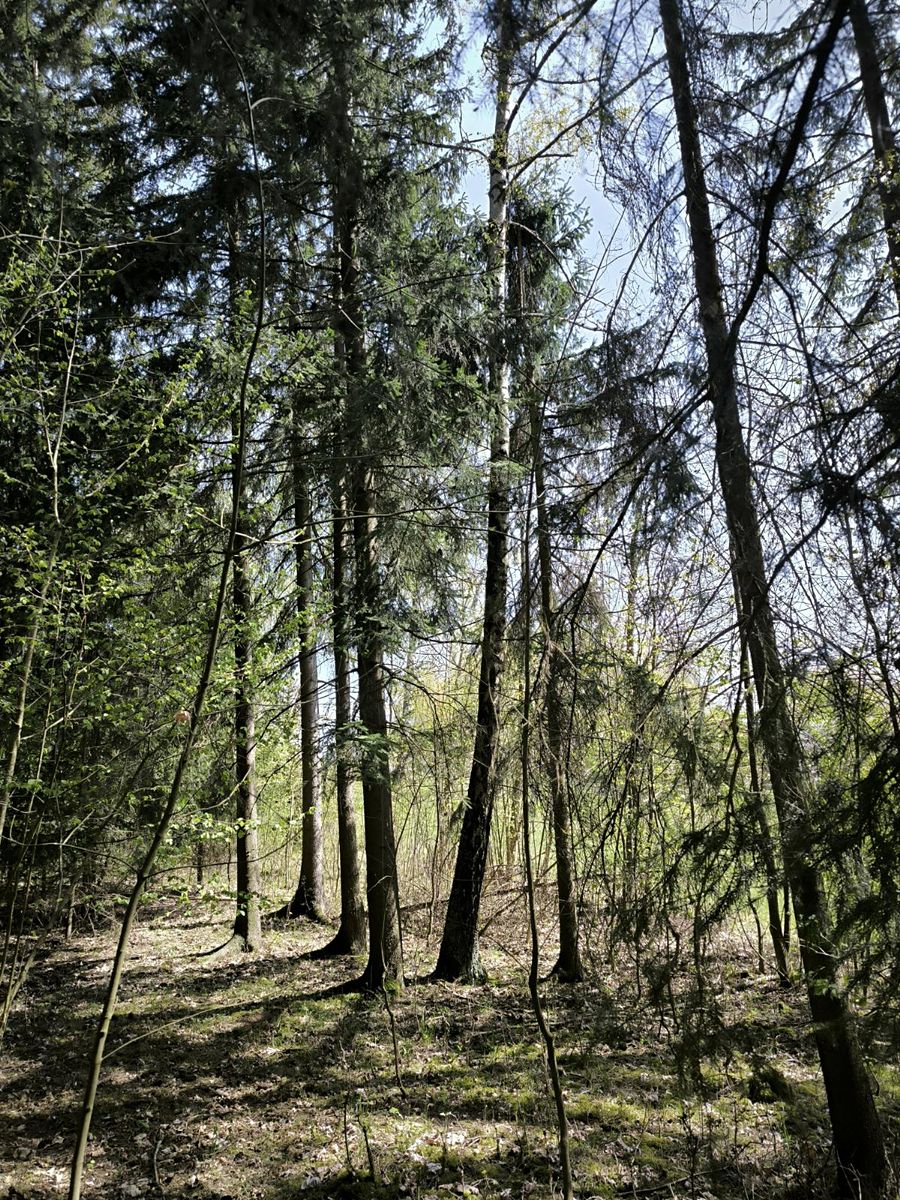 Prodej lesa 2671 m², Semily – fotka 1 z 3