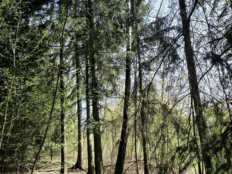 Prodej lesa 2671 m², Semily – náhled fotky 1
