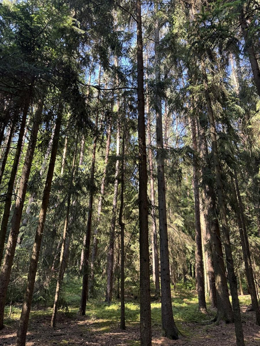 Prodej lesa 13667 m², Jestřebí – fotka 1 z 3