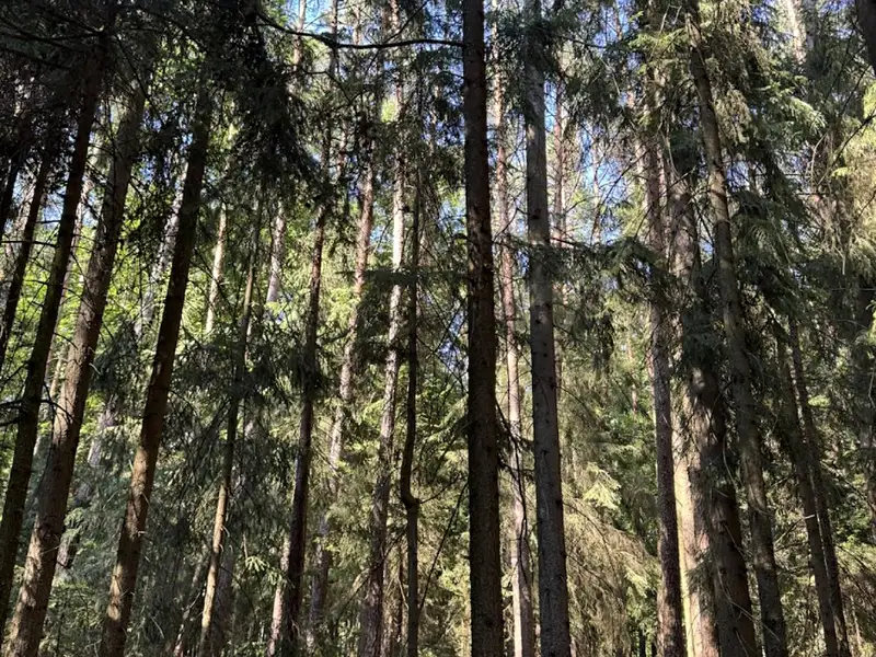 Prodej lesa 13667 m², Jestřebí – náhled fotky 1