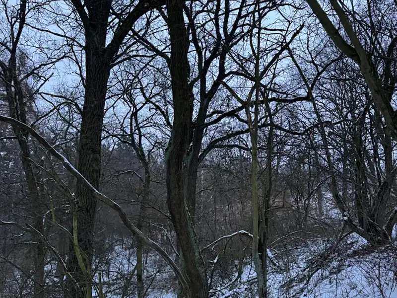 Prodej lesa 15433 m², Kralupy nad Vltavou – náhled fotky 3