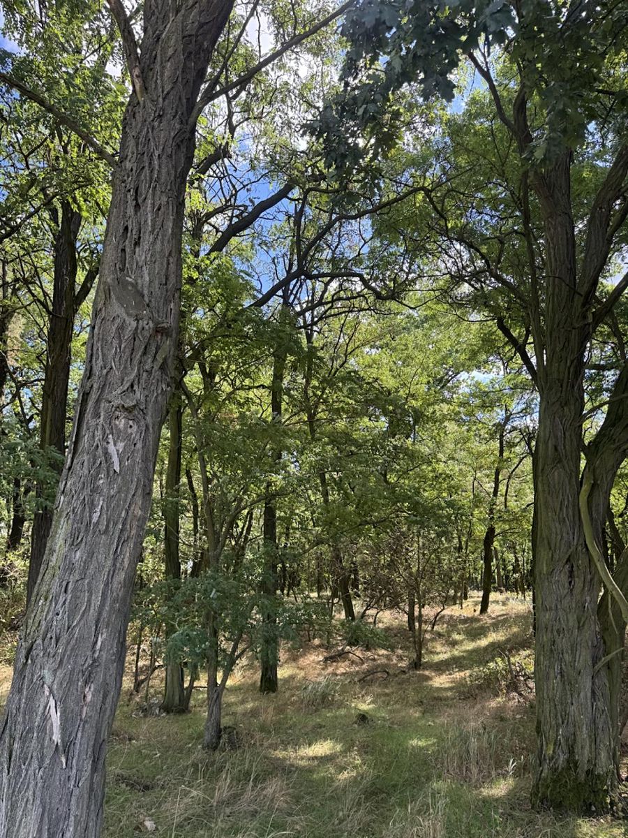 Prodej lesa 5344 m², Křečkov – fotka 1 z 3