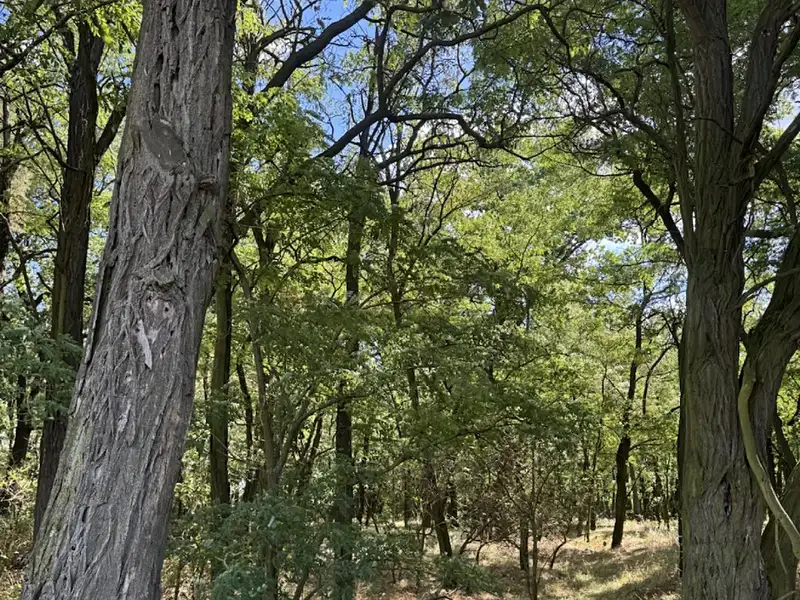 Prodej lesa 5344 m², Křečkov – náhled fotky 1