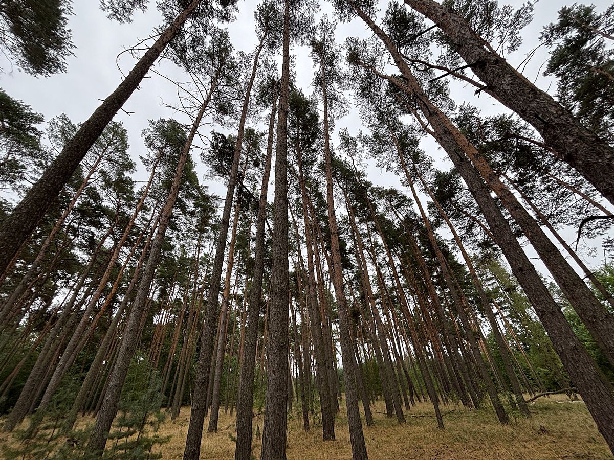 Prodej lesa 3685 m², Kostelní Lhota – fotka 1 z 3