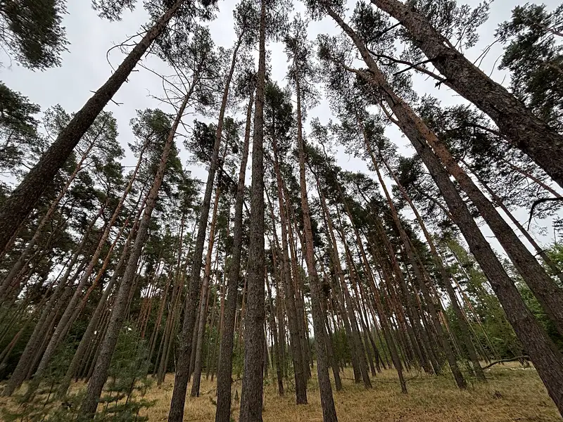 Prodej lesa 3685 m², Kostelní Lhota – náhled fotky 1