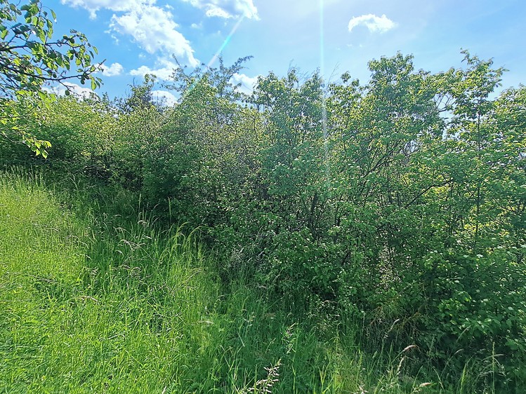 Ostatní