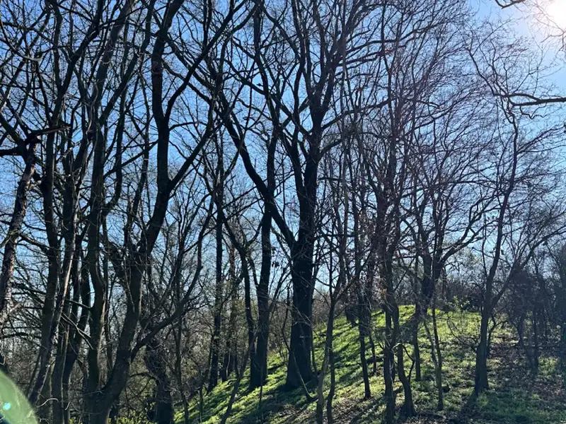 Prodej pozemku 7710 m², Jevišovice – náhled fotky 1