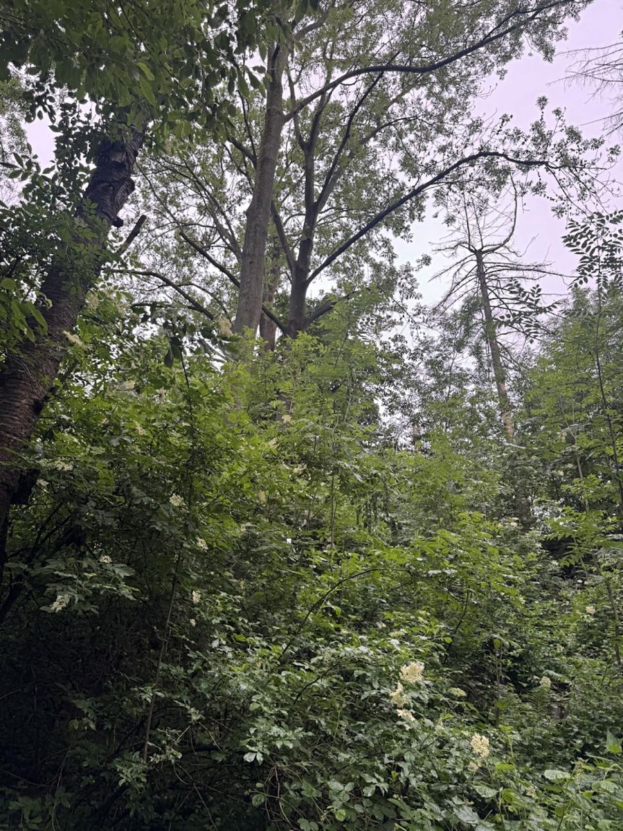 Prodej lesa 1331 m², Skuteč – fotka 1 z 3