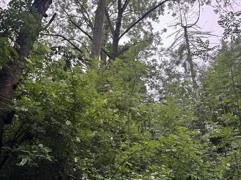 Prodej lesa 1331 m², Skuteč – náhled fotky 1