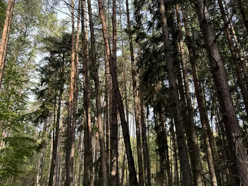 Prodej lesa 20955 m², Hromnice – náhled fotky 1