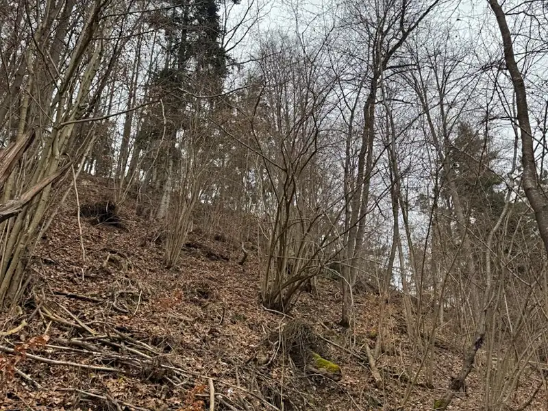 Prodej lesa 2337 m², Zlatá Koruna – náhled fotky 3