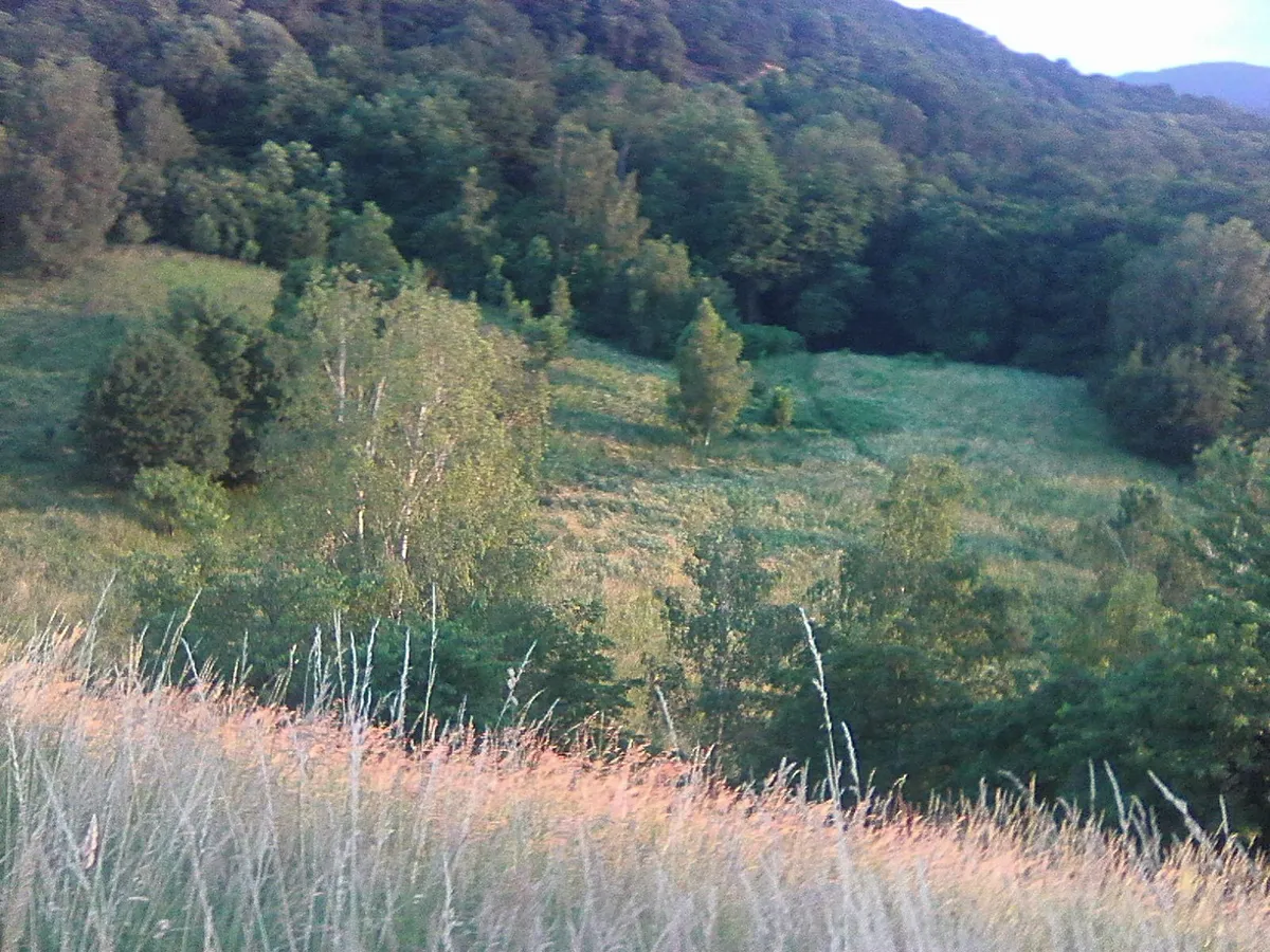 Pronájem louky 39851 m²