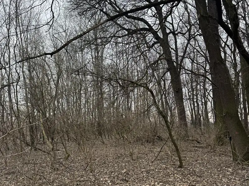 Prodej lesa 2272 m², Veselí nad Moravou – náhled fotky 2