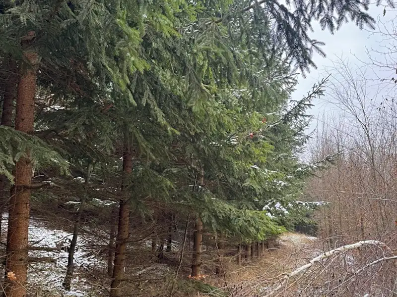 Prodej lesa 18019 m², Lutonina – náhled fotky 2
