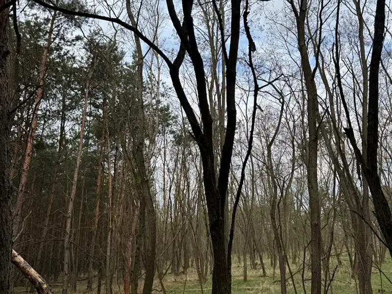 Prodej lesa 76710 m², Račice – náhled fotky 2
