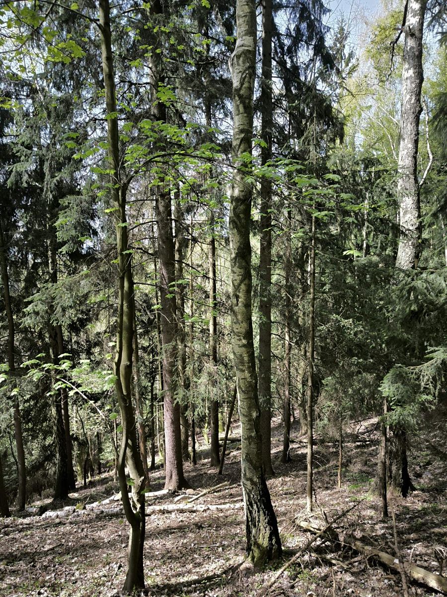 Prodej lesa 12043 m², Dobřany – fotka 1 z 3