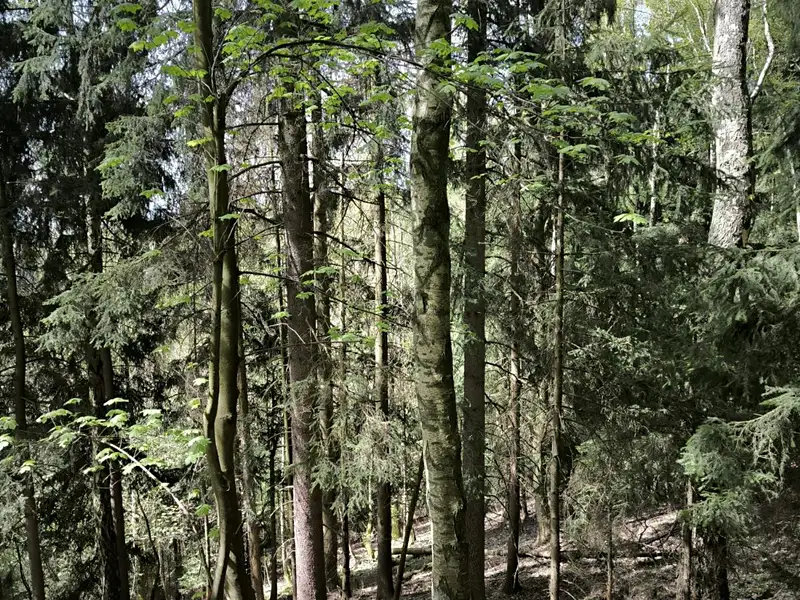 Prodej lesa 12043 m², Dobřany – náhled fotky 1
