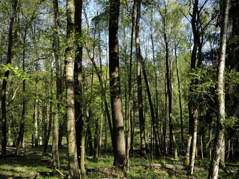 Prodej lesa 5226 m², Řepín – náhled fotky 1