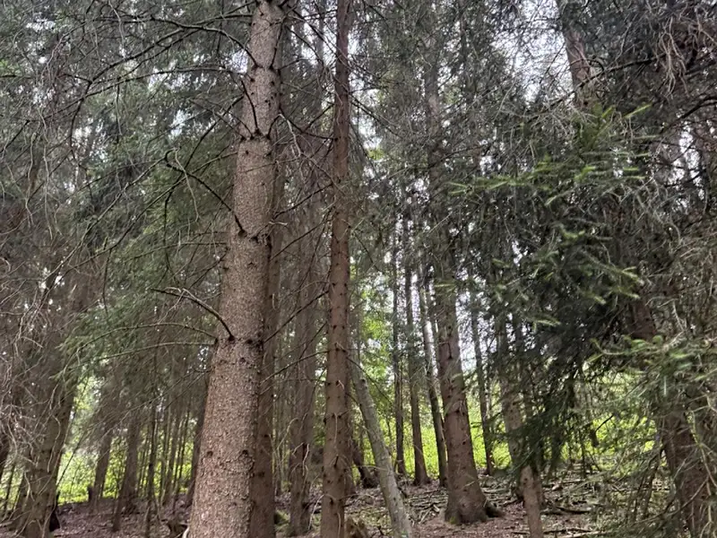 Prodej lesa 12954 m², Všelibice – náhled fotky 3