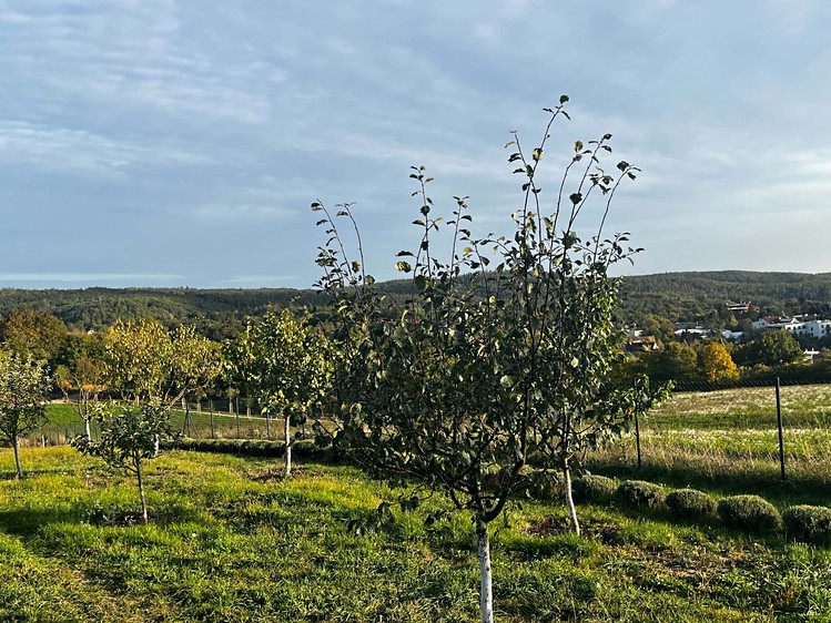 Ostatní