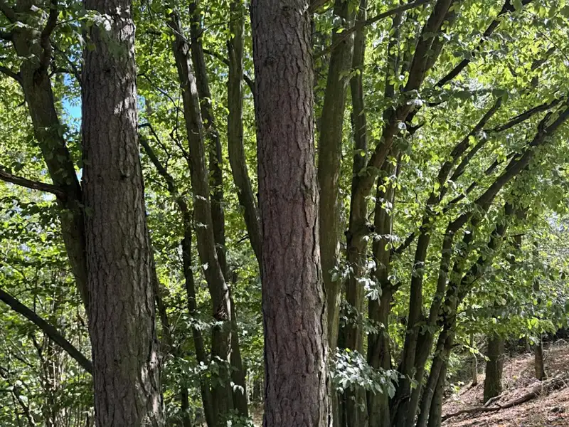 Prodej lesa 10739 m², Vlkančice – náhled fotky 1