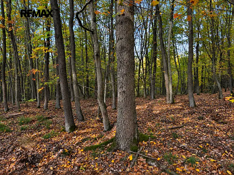 Prodej lesa 28308 m², Nižbor – náhled fotky 3