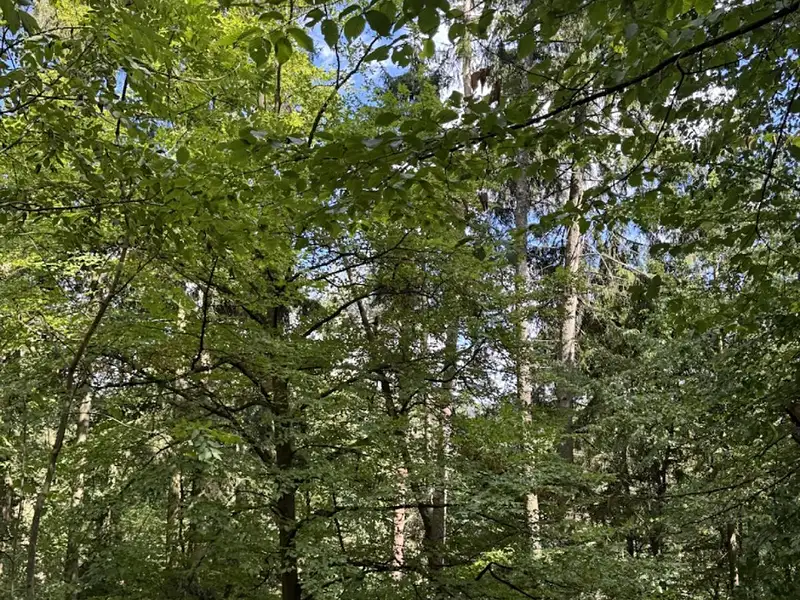 Prodej lesa 10739 m², Vlkančice – náhled fotky 2