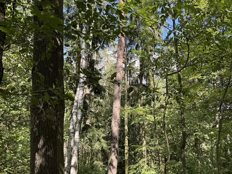 Prodej lesa 10739 m², Vlkančice – náhled fotky 3