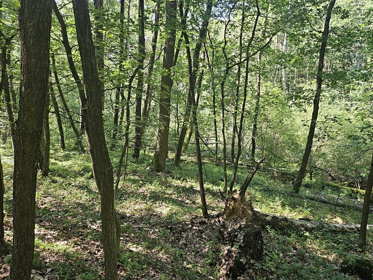 Prodej pozemku, 12 985 m² (8 z 9)